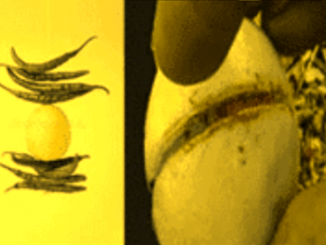 Lemon Remedy For Black Magic